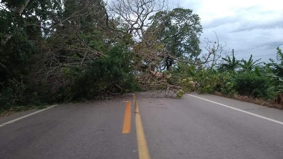 Arbol copia